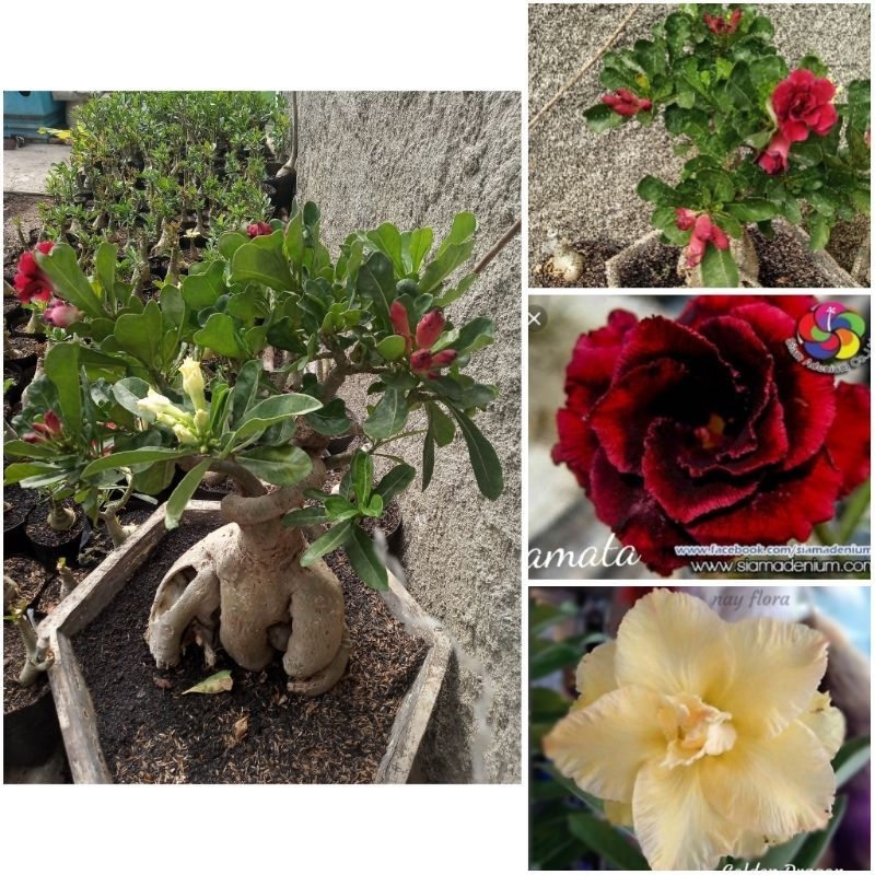 Pohon Adenium import grafting 3 warna (id: Red, red maroon, yellow sweet)