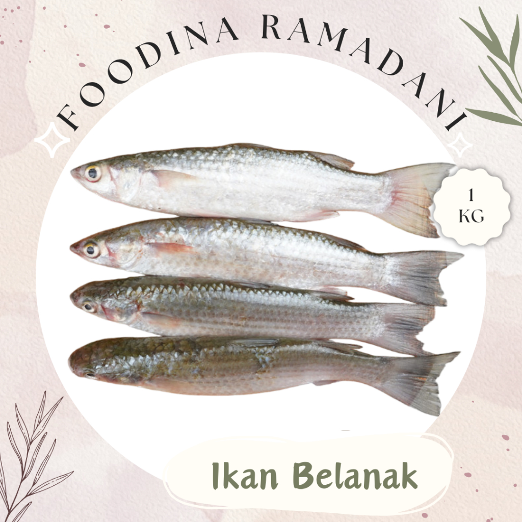 

IKAN BELANAK Kacang Kacang - Mullet Fish Fresh [ Berat 1.000gr ] Harga Per KG