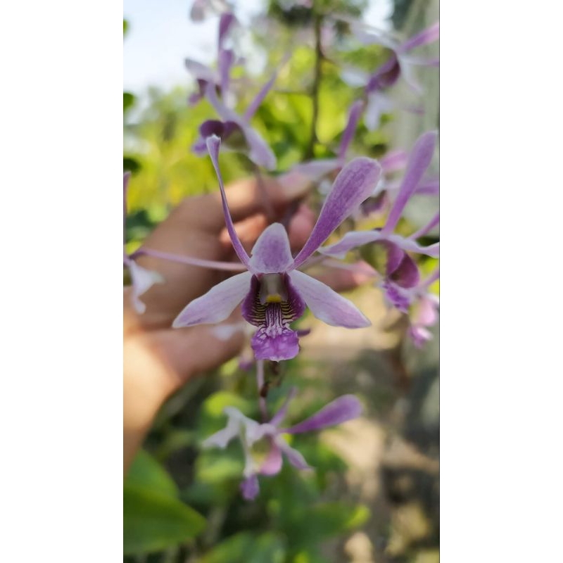 Dendrobium lineale blue