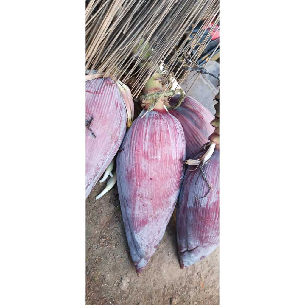 

JANTUNG PISANG SAYUR 1 BUAH