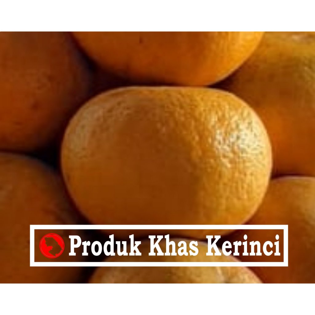 

Jeruk Gerga Kualitas Super Khas Kerinci - Jambi