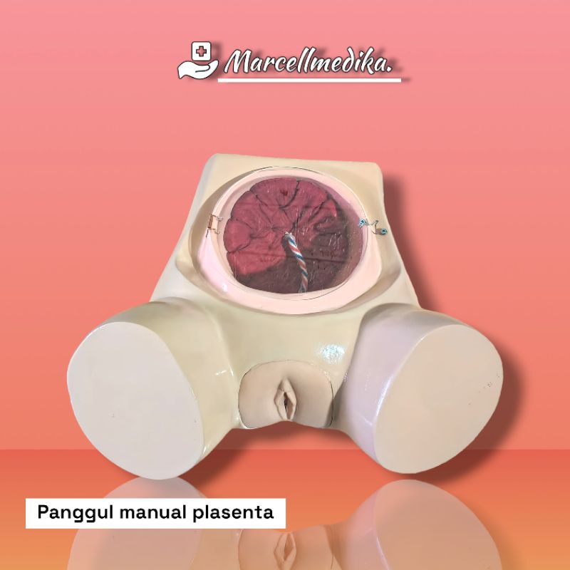 PHANTOM MANEKIN PANGGUL MANUAL PLASENTA / MANIKIN MANUAL PLASENTA