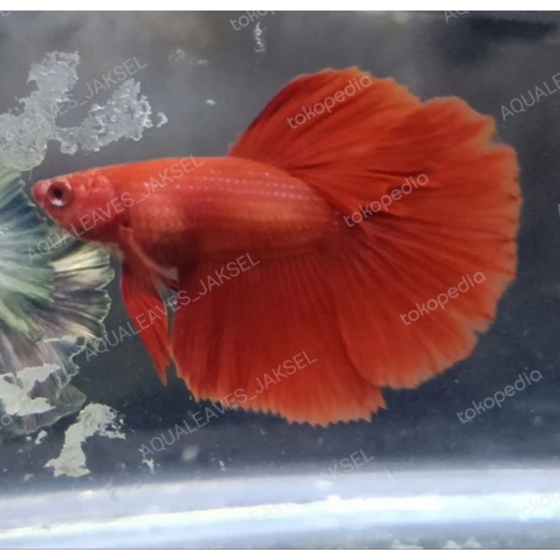 ikan cupang halfmoon super red