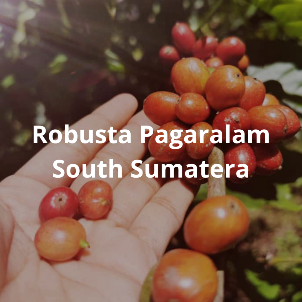 

GREEN BEAN / KOPI MENTAH ROBUSTA TANJUNG SAKTI SUMSEL GRADE A