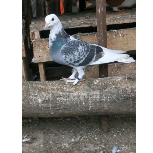 Burung Merpati Dara Tinggian Kolongan Blantong Jembros Giring keket mangkat satuan pasangan oke