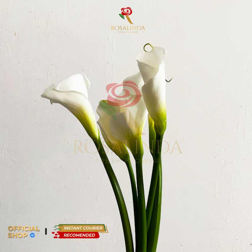 Bunga Calla Lily Putih / Bunga Potong Segar