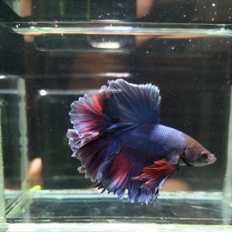 3e halfmoon rosetail