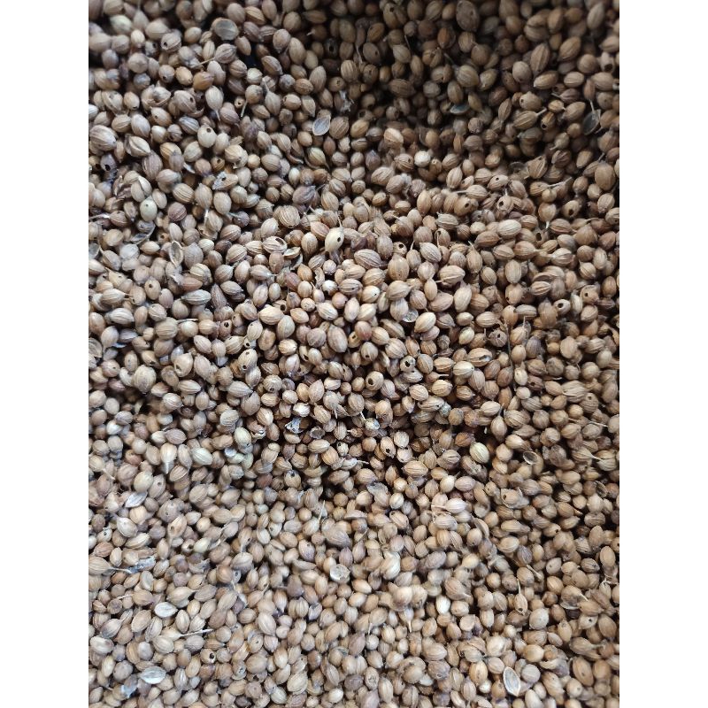 

ketumbar india bulat cantik 1kg