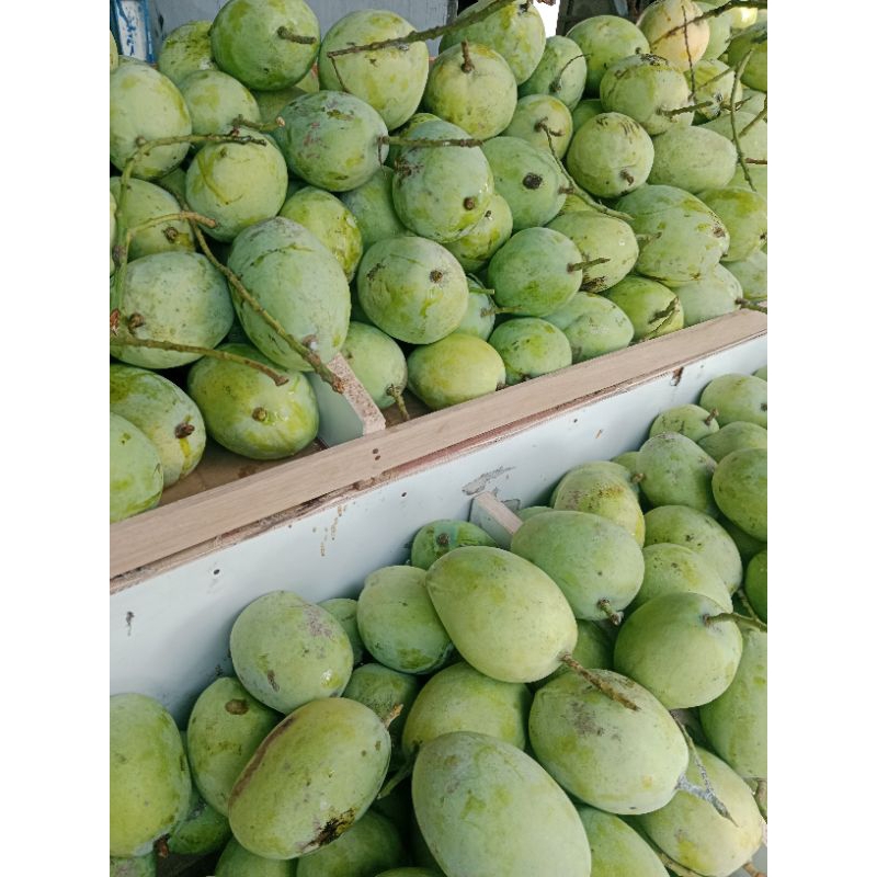 

MANGGA CENGKIR / MANGGA DERMAYU / MANGGA INDRAMAYU ISI 900-1KG