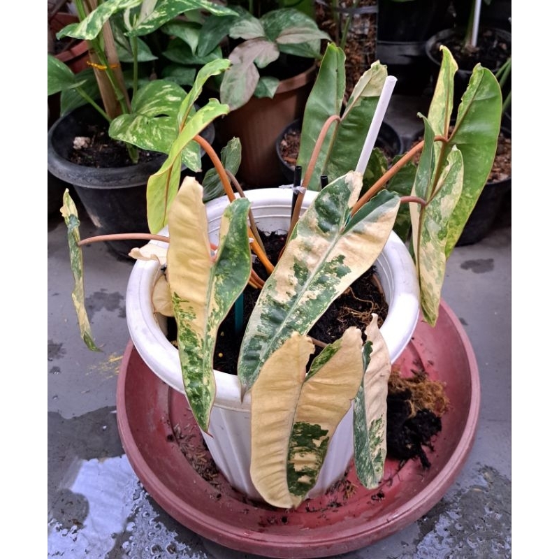 Tanaman Billietiae Variegata / kabel busi Varigata