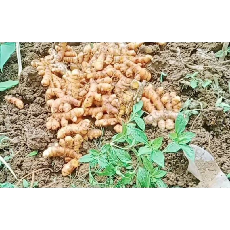 

Kunyit kuning 500 gr