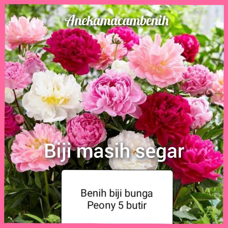Benih Bunga Peony (5 bibit) mix colour