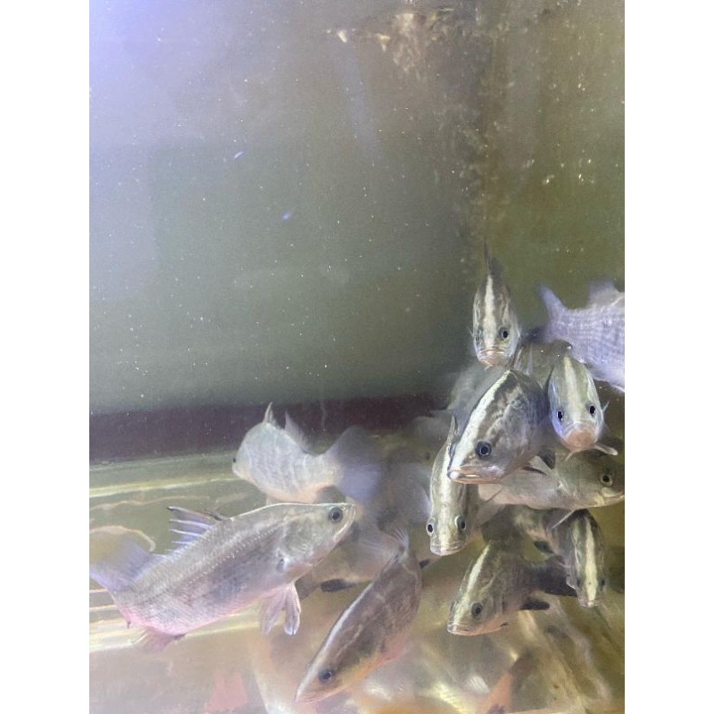 Kakap putih/Baramundi SIZE 10-11CM (Air Tawar Tambah Garam Sedikit)