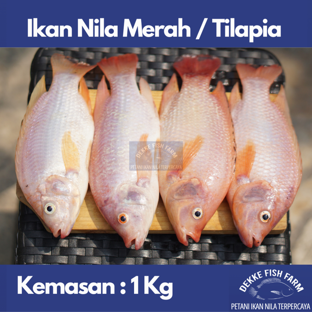 

RB Ikan Nila Merah Segar / Fresh Red Tilapia 1 kg ( Gratis dibersihkan )