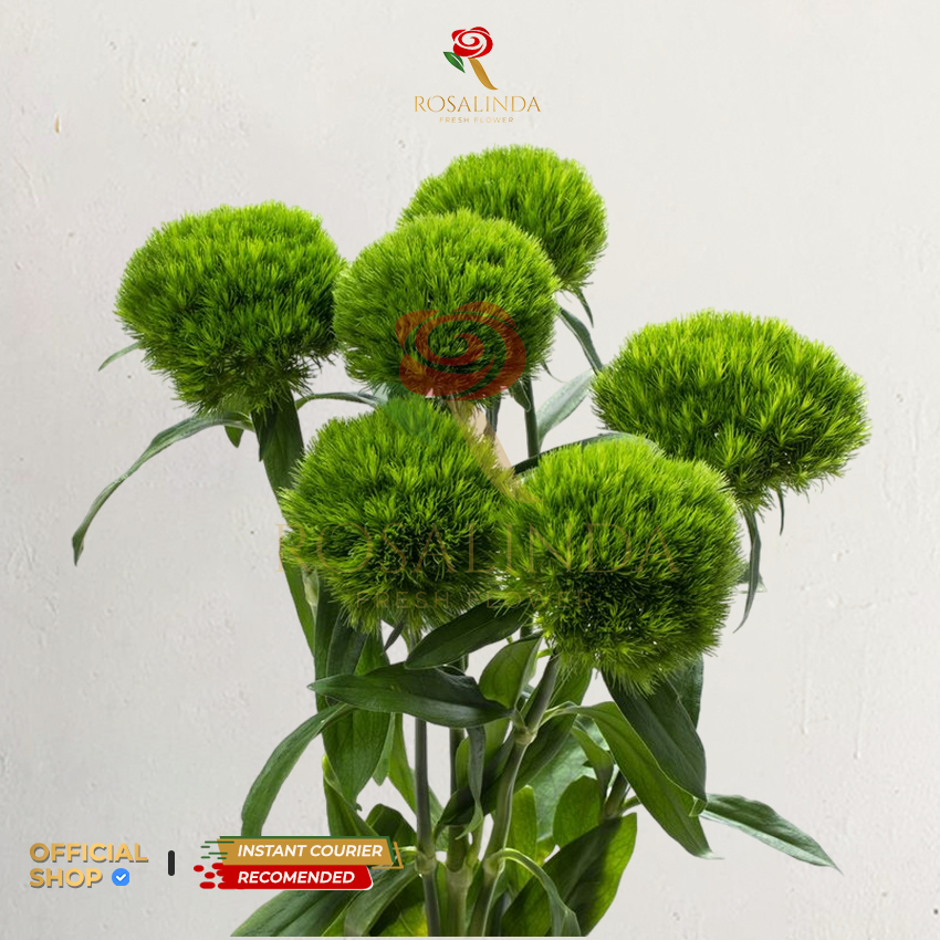 Bunga Import Green Wicky / Dianthus / Bunga Potong Segar