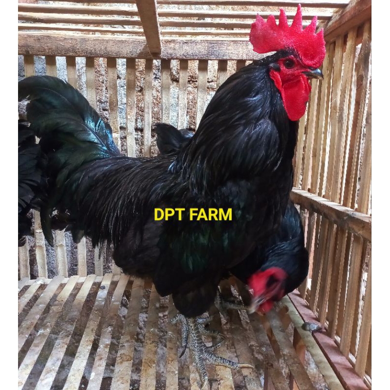 

TELUR AYAM BLACK AUSTRALORP ORI( HRGA PER BUTIR )