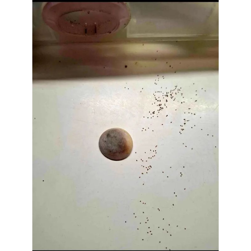 keong buntet dari alam