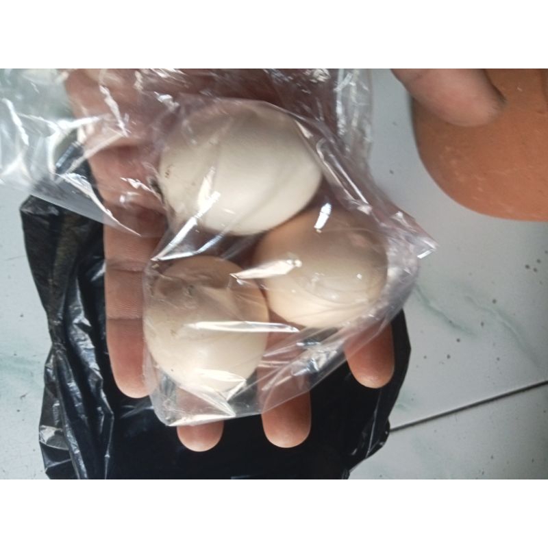 

TELOR AYAM KAMPUNG ASLI