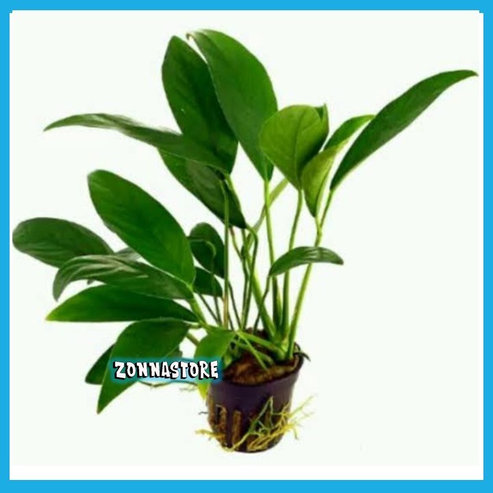 Anubias Sp Tanaman Aquascape