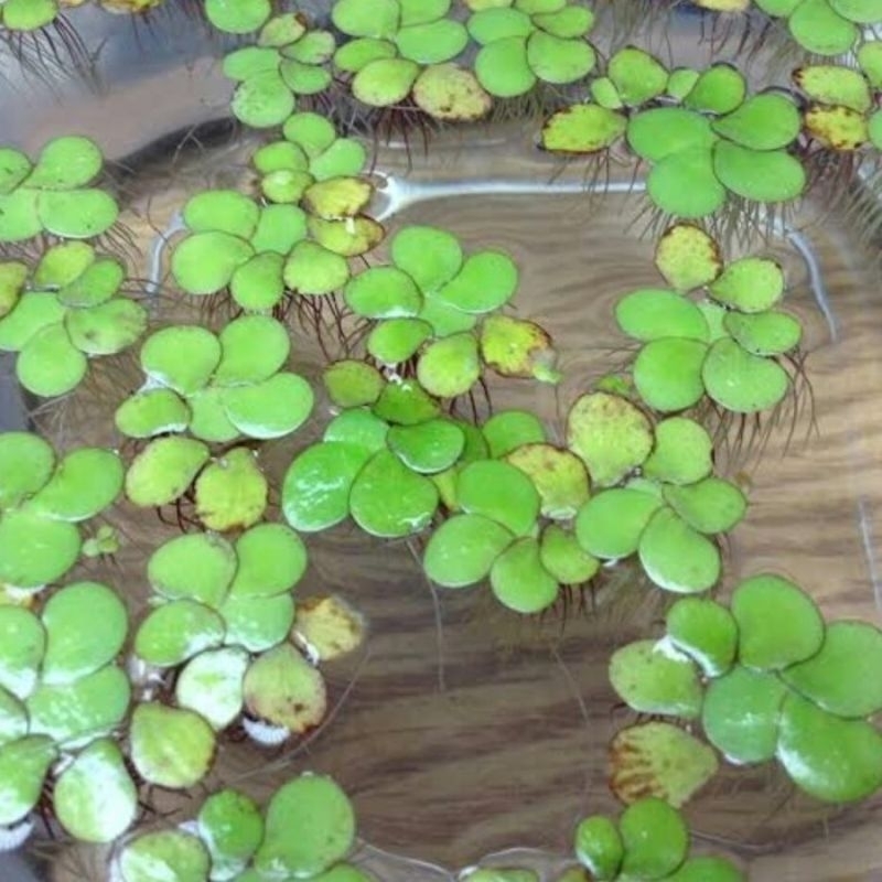SPIRODELA POLYRIZHA TANAMAN AIR TANAMAN APUNG PENYERAP AMONIAK