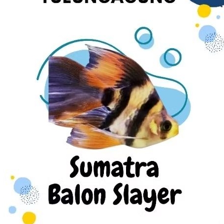 Sumatra Balon, Sumatra Slayer, Sumatra