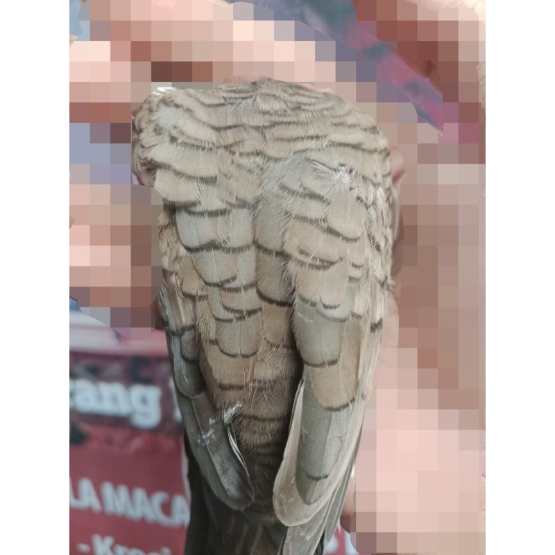 Burung perkutut lokal katuranggan WISNU mangenu