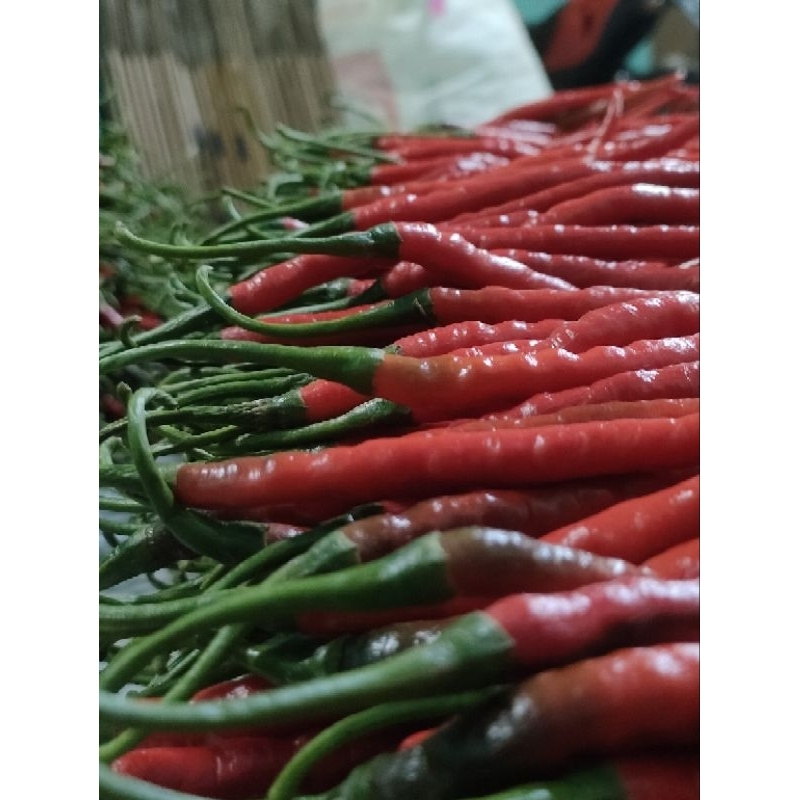 

cabai /cabe keriting merah super segar cabe merah superr