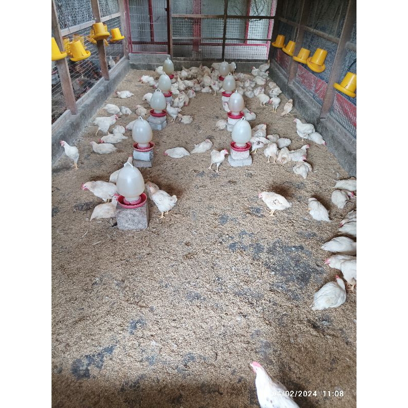

Ayam Pejantan Murah Grosir