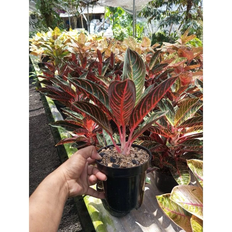Aglonema Red sumatra dewasa