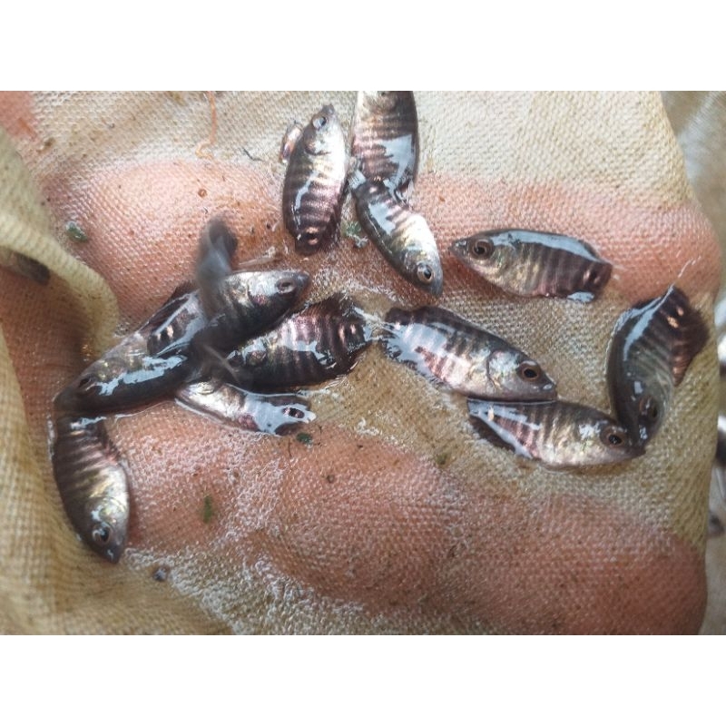 paket 50 ekor gurame soang nguaci