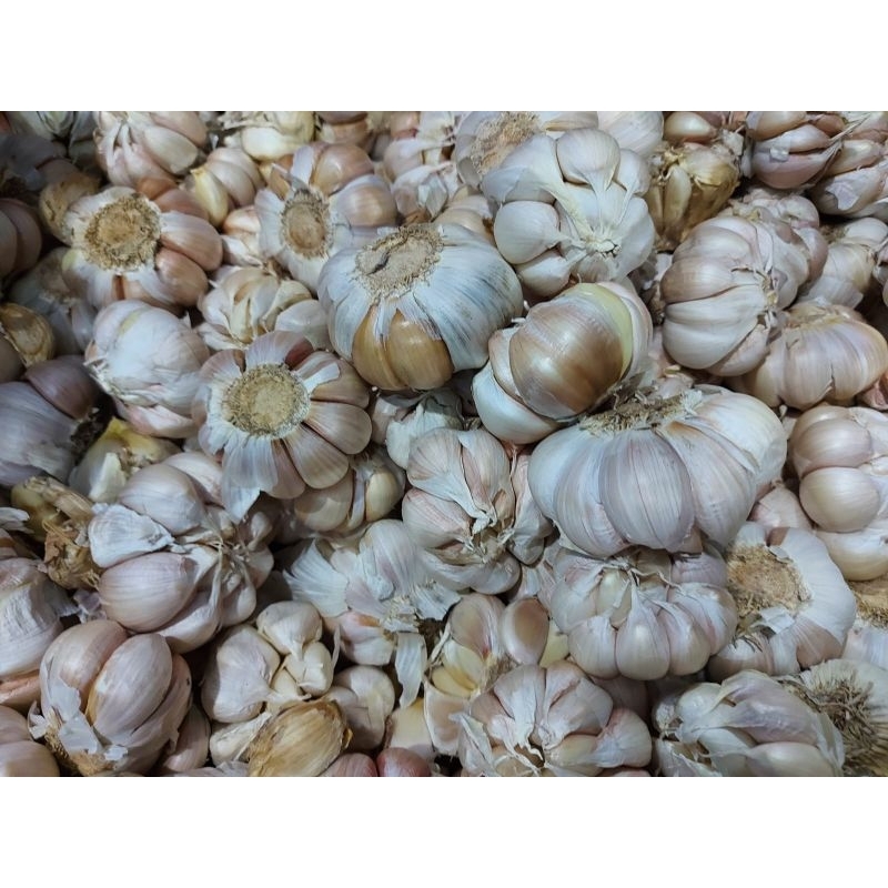 

Gratong Bawang Putih Banci/Honan 1Kg