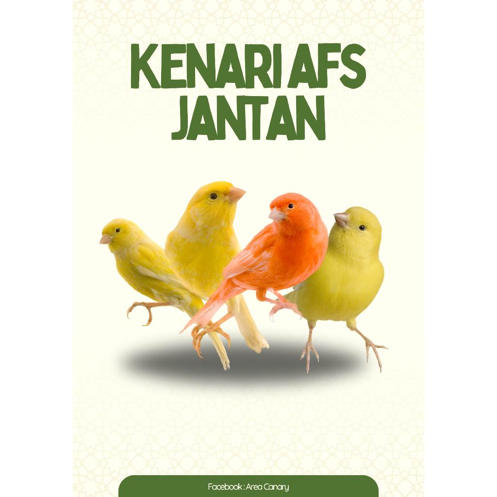 Kenari AFS Jantan