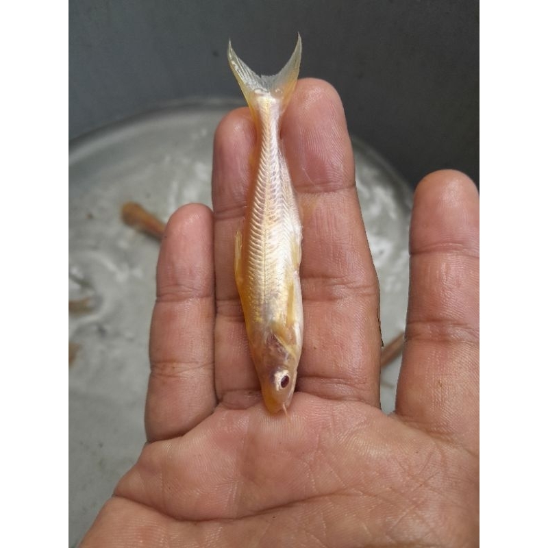Bibit Ikan Patin Albino