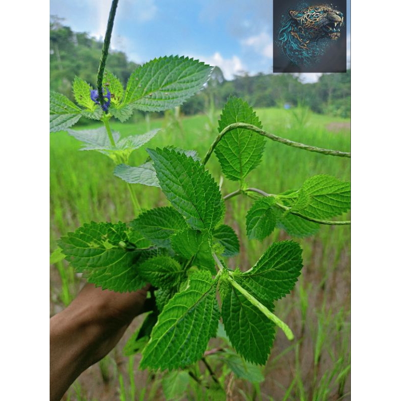 

Daun pecut kuda 500 gram