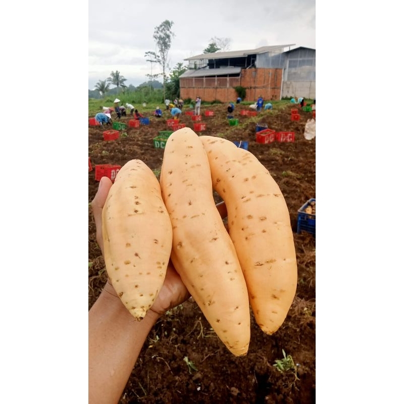 

ubimaduCilembuMentahGrade.A