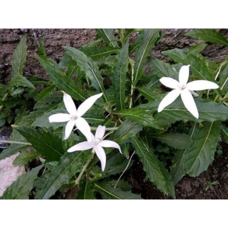 

Jual Kitolod segar 1kg