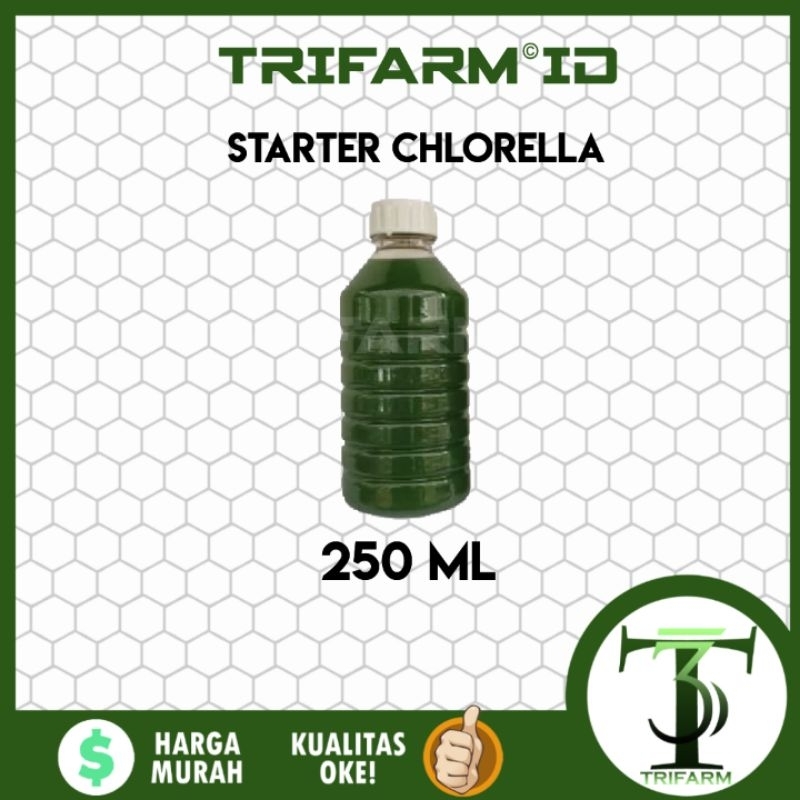 TRIFARM Benih Bibit Starter Chlorella Air Hijau