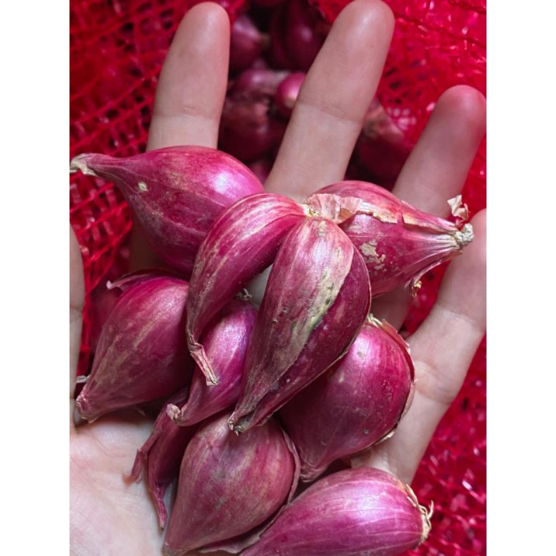 

bawang merah Brebes SUPERAN asli