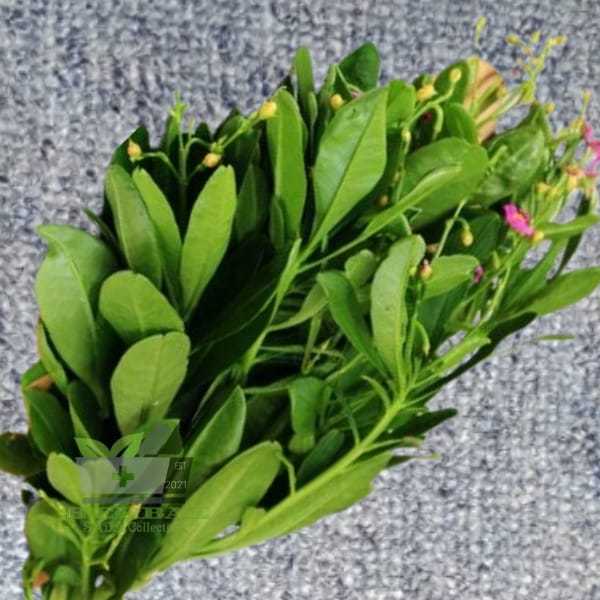 

Daun Ginseng Jawa Segar Talinum paniculatum fresh