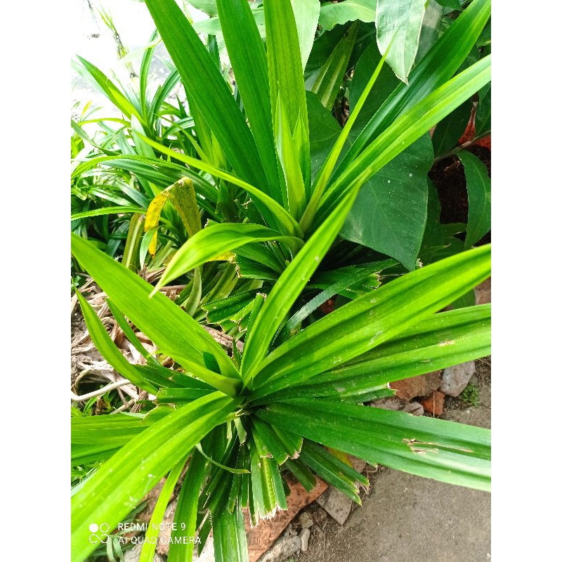 

Jual Daun pandan wangi per iket