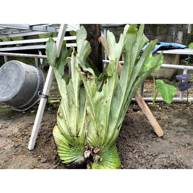 platycerium Grande, Simbar Grande