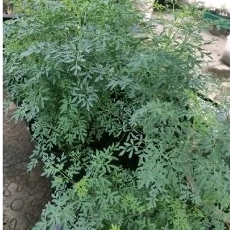 tanaman daun inggu / chau2 Premium