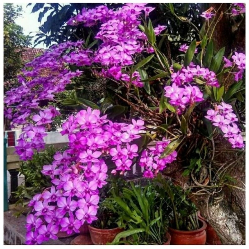 anggrek dendrobium dewasa larat rajin bunga