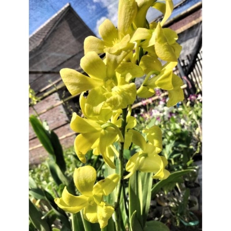 anggrek dendrobium dewasa kuning wangi