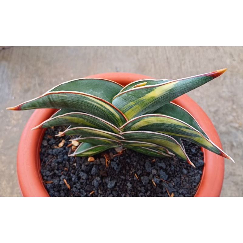 Sansiviera Rorida Varigata Besar