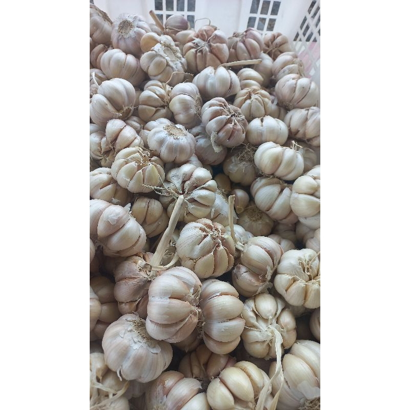 

Bawang putih sinco berat 1kg