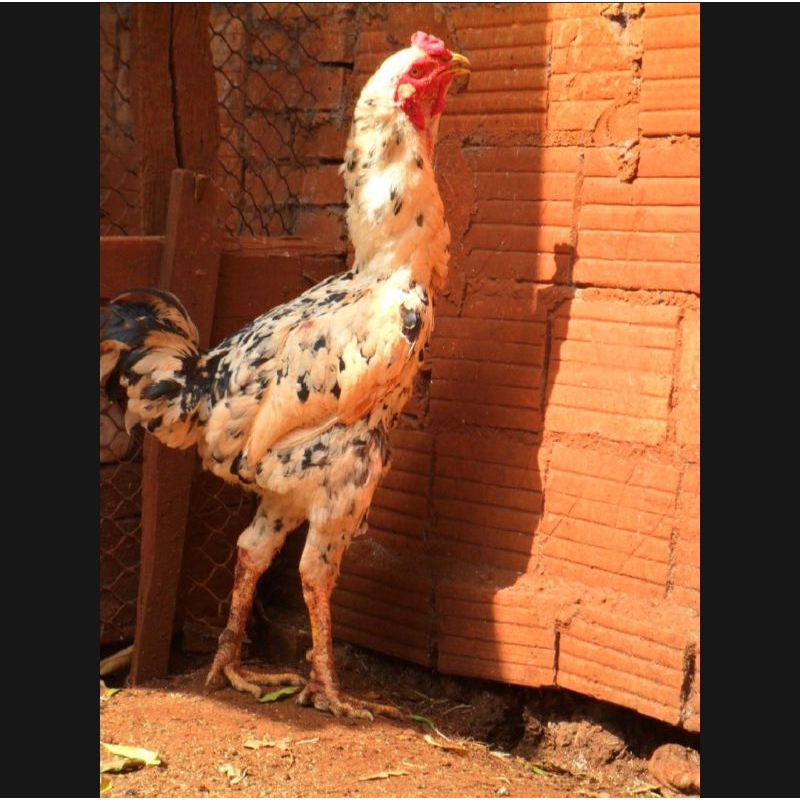 

PROMO!! TELUR AYAM AHMAD GIGANTE UNTUK DI TETASKAN