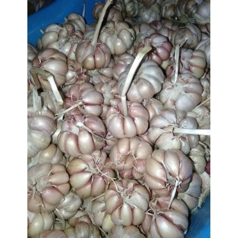 

Bawang Putih Bulat 1 Kg Fresh