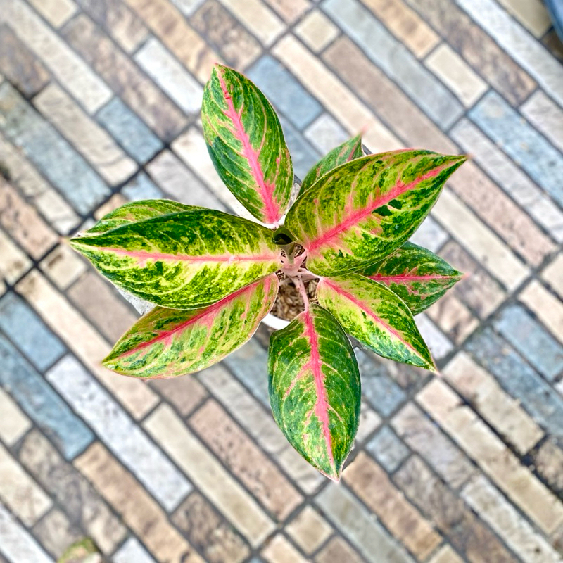 Aglaonema exotic Red