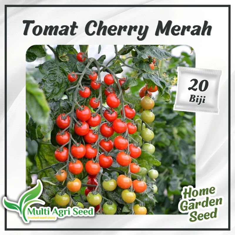 10 Biji Benih Tomat Cherry Merah Bibit Tomat Mini